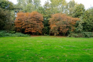 Grasveld met herfstbomen