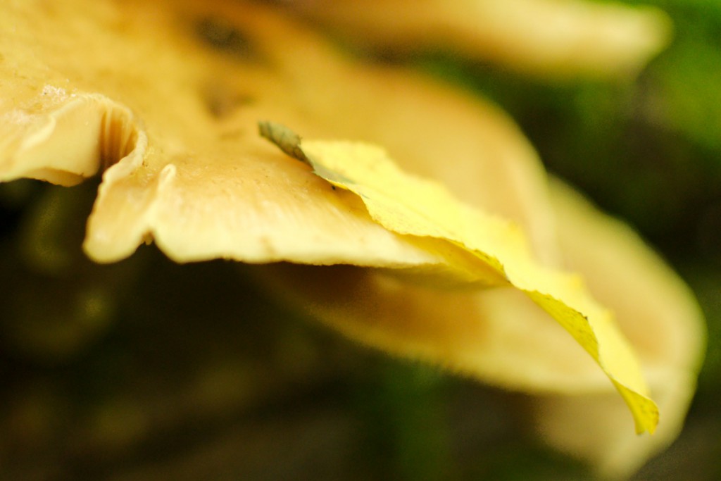 Geel blad op paddenstoel