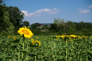 Zonnebloem in zonnebloemenveld in Italië